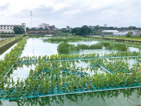 池塘養魚|池塘养鱼（渔业养殖技术）